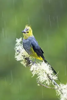 Cloud Forest: Long-tailed silky-flycatcher, Ptiliogonys caudatus