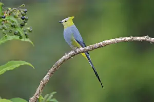 Silky: Long-tailed silky-flycatcher Ptiliogonys caudatus Perc