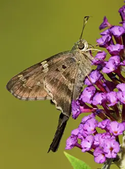Proteus: Long-tailed Skipper Butterfly