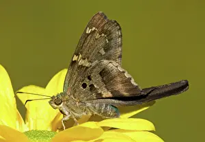 Proteus: Long-tailed Skipper Butterfly