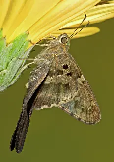 Proteus: Long-tailed Skipper Butterfly