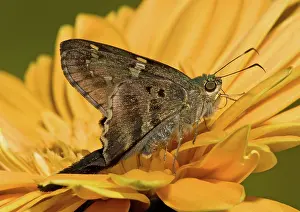 Proteus: Long-tailed Skipper Butterfly
