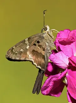 Proteus: Long-tailed Skipper Butterfly