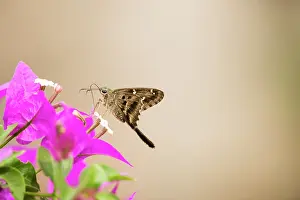 Proteus: Long-tailed skipper (Urbanus proteus) on flower