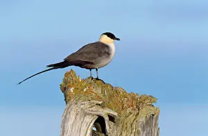 Skuas: Long-tailed Skua