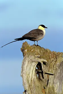 Skuas: Long-tailed Skua