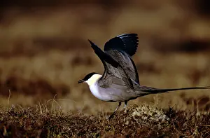 Skuas: Long-tailed Skua