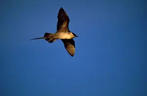 Skuas: Long-tailed Skua
