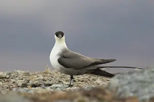 Migratory: Long-tailed Skua