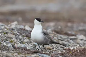 Migratory: Long-tailed Skua