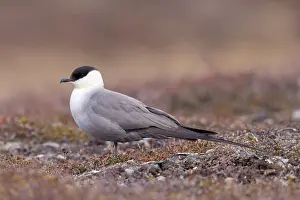 Skua: Long-tailed Skua