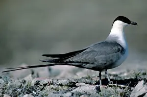Nancy Jennings: LONG-TAILED SKUA - CANADA