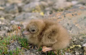 Longicaudus: Long-tailed Skua - chick