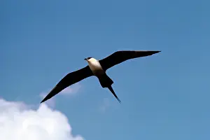 Skuas: LONG-TAILED SKUA - IN FLIGHT