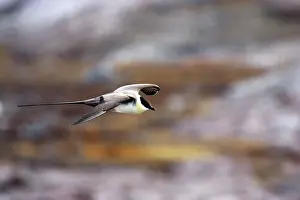 Longicaudus: Long-Tailed Skua - In flight