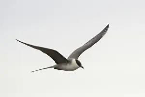 Migratory: Long-tailed Skua flight