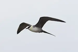 Migratory: Long-tailed Skua flight