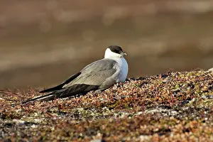 Jaegers: Long-tailed Skua / Jaeger