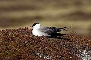 Jaegers: Long-tailed Skua / Jaeger