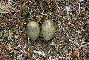 Skuas: Long-tailed Skua - nest with eggs