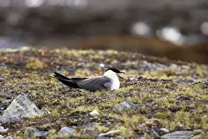 Longicaudus: Long-Tailed Skua - On Nest in tundra