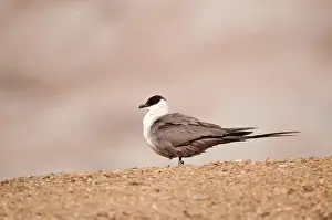 Radio: Long-tailed Skua - Perched on ground - side view
