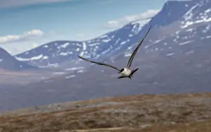 Skua: Long-tailed Skua, Stercorarius longicaudus, in breeding