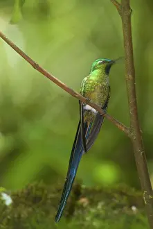 Machu: Long-Tailed Sylph