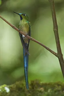 Aglaiocercus: Long-tailed Sylph