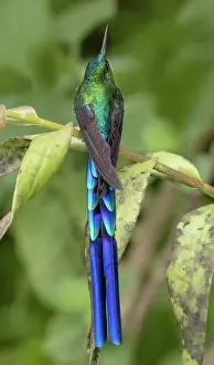 Behind: Long-tailed Sylph (Aglaiocercus kingii), Mindo, Ecuador