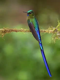 Rudy: Long-tailed Sylph (Aglaiocercus kingii), Mindo, Ecuador