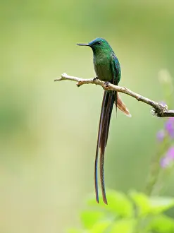 Aglaiocercus: Long Tailed Sylph Aglaiocercus kingii Ecuador BI