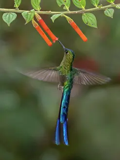 Swallowing: Long-tailed Sylph (Aglaiocercus kingii), male fe