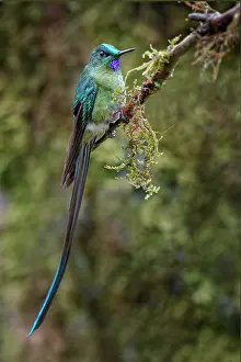 Aglaiocercus: Long-tailed sylph, Ecuador