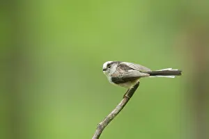 Aegithalos: Long-Tailed Tit