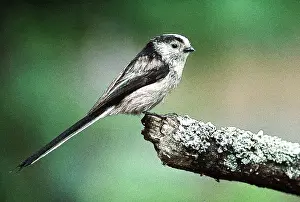 Aegithalos: Long-Tailed Tit