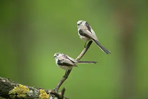 Aegithalos: Long Tailed Tit