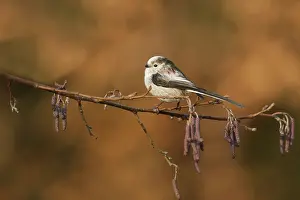 Aegithalos: Long-tailed Tit