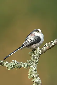 Aegithalos: Long-tailed Tit