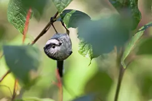 Aegithalos: Long-tailed Tit