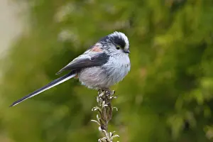 Aegithalos: Long-tailed Tit