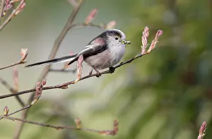 Aegithalos: Long-tailed Tit
