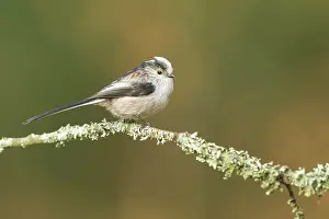 Aegithalos: Long-tailed Tit