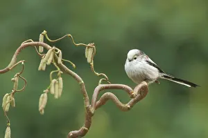 Aegithalos: Long-tailed Tit
