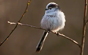 Gardenbird: Long-tailed Tit