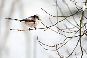 Gardenbird: Long-tailed Tit
