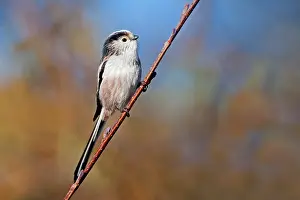 Gardenbird: Long-tailed Tit