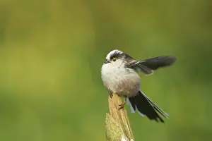 Aegithalos: Long-tailed Tit