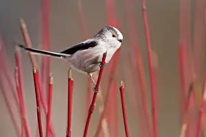 Gardenbird: Long-tailed Tit