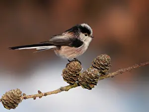 Aegithalos: Long-tailed Tit
